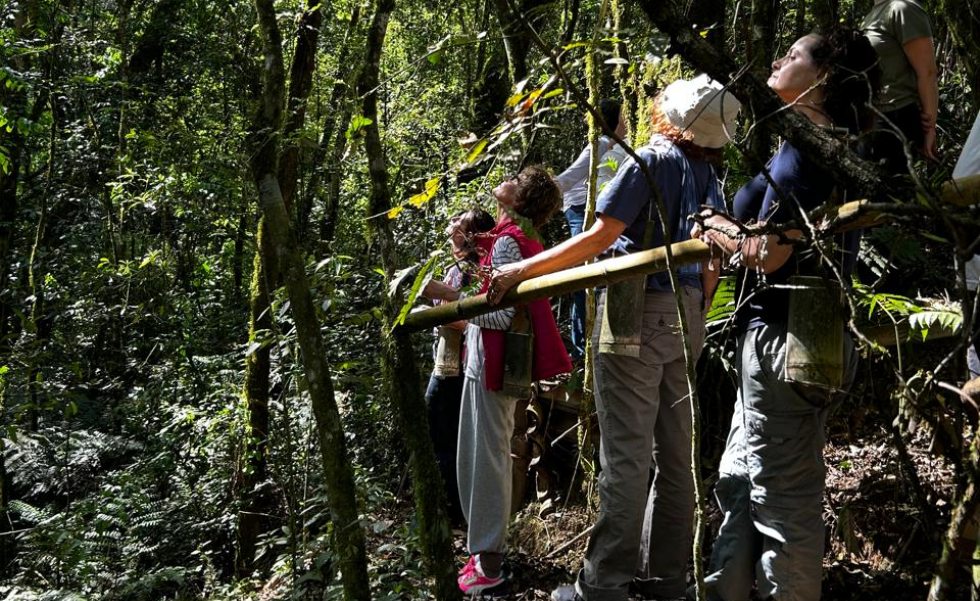 Arte na floresta | Casa Sul