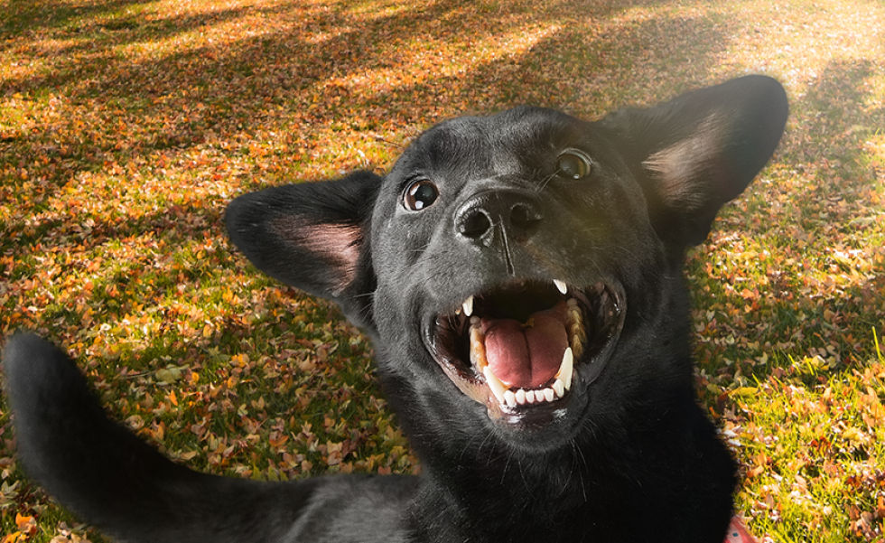  Cores que incentivam a adoção | Casa Sul
