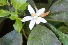 Flor de laranjeira.