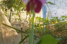 Flor de ervilha.