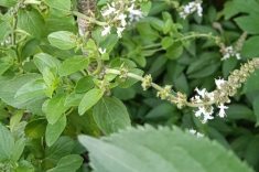 Flores de majericão - alfavaca.