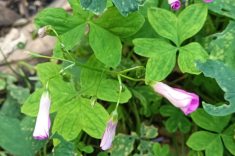 Oxalis - trevo azedinho.