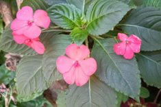 Impatiens - beijo.